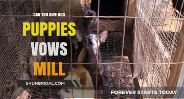 Puppy Mills and Dog Vows: Ethical Considerations for Pet Lovers