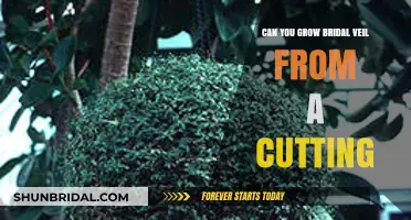 How to Propagate Bridal Veil Plants from Stem Cuttings