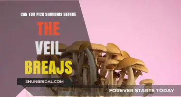 Picking Shrooms Early: Should You Harvest Before the Veil Breaks?