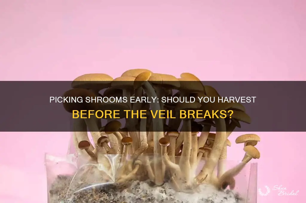 can you pick shrooms before the veil breajs