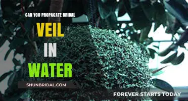 Propagating Bridal Veil in Water: A Simple Step-by-Step Guide