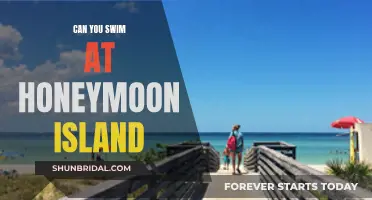 Dive into Adventure: Swimming at Honeymoon Island