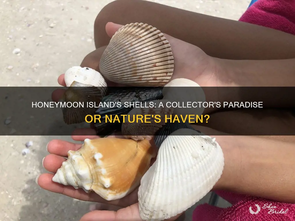 can you take shells at honeymoon island state park