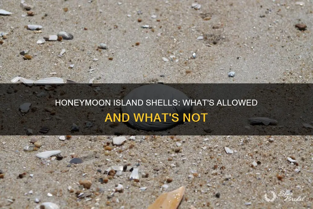 can you take shells at honeymoon island state park