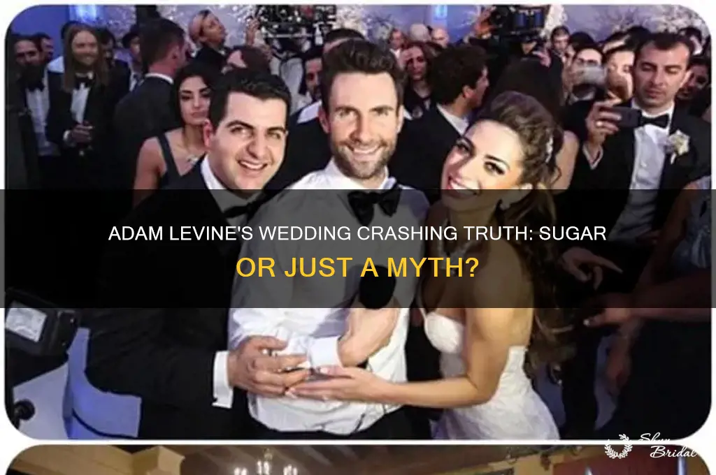 did adam levine really go to weddings in sugar