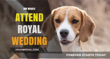 Did Beagle Attend the Royal Wedding? Unraveling the Canine Mystery