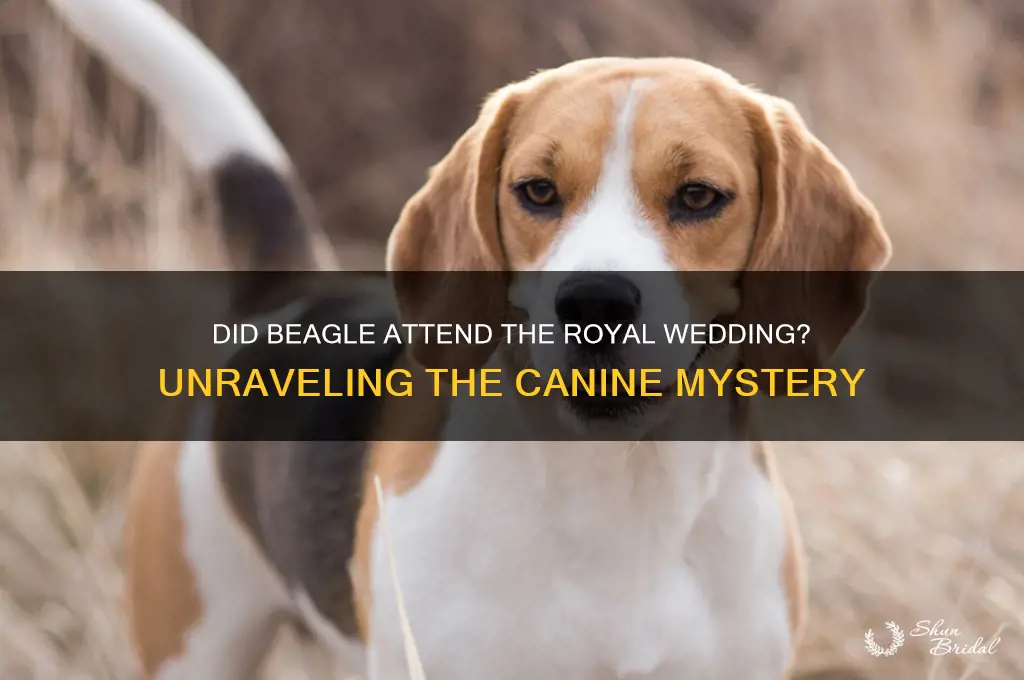 did beagle attend royal wedding