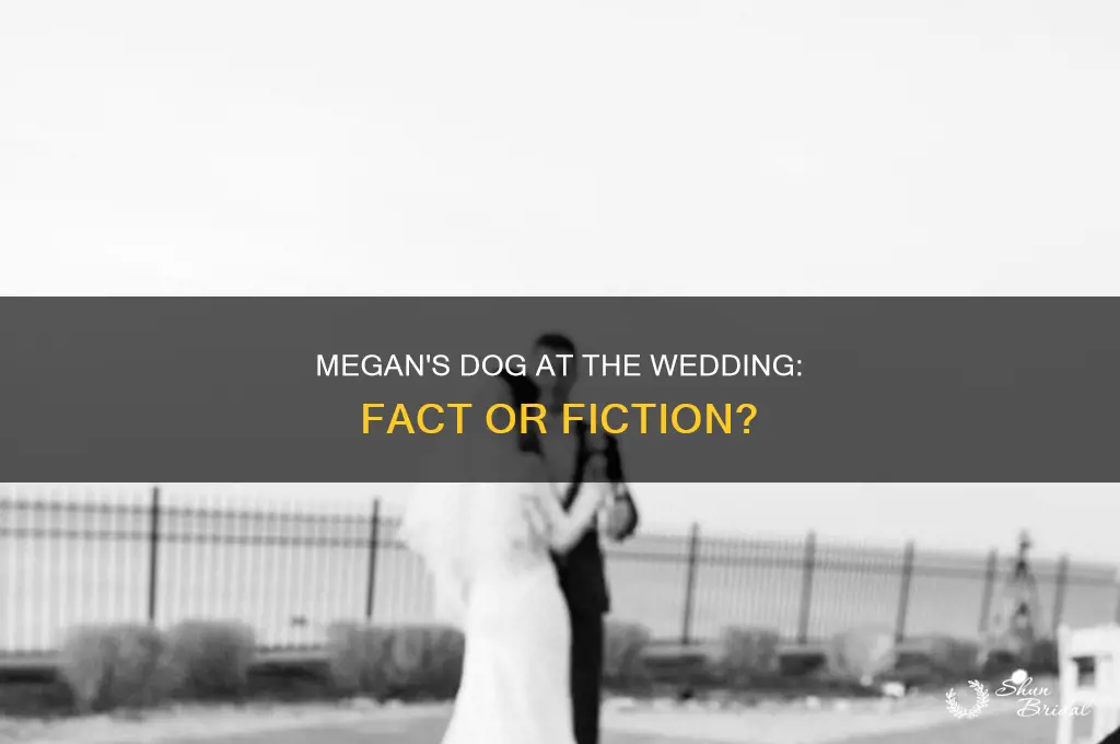 did megan dog go to wedding