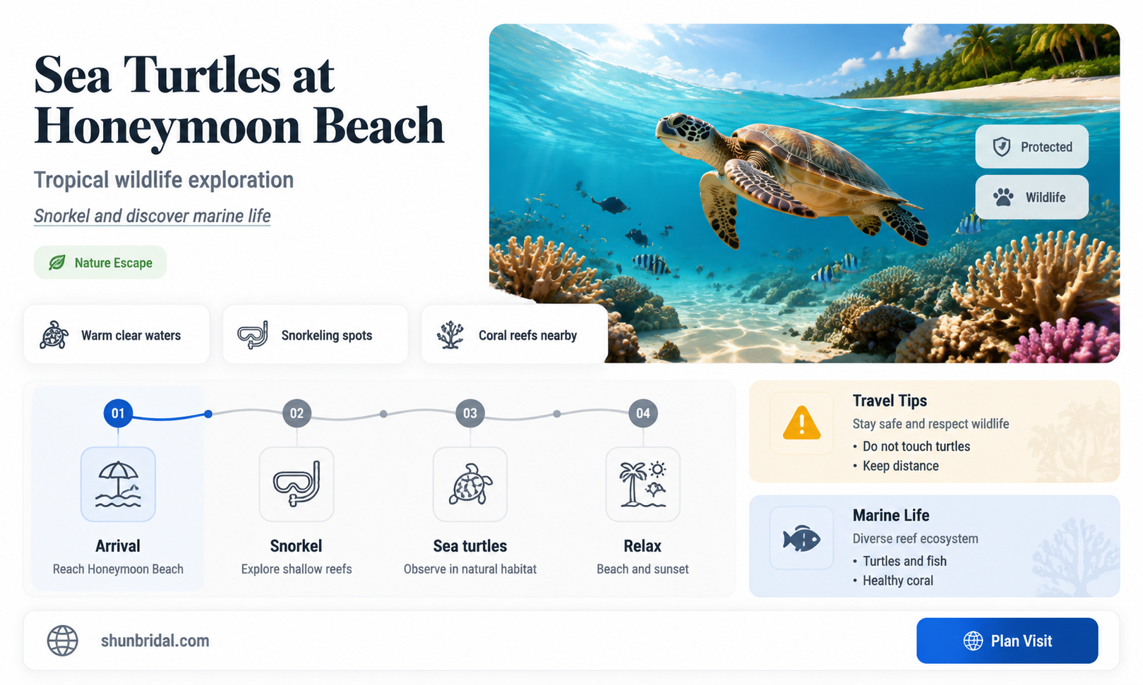 are there sea turtles at honeymoon beach