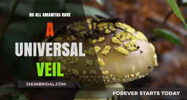 Do All Amanitas Have a Universal Veil? Unveiling the Truth