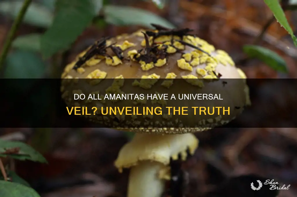 do all amanitas have a universal veil