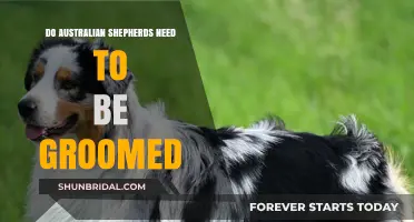 Grooming Essentials: Keeping Your Australian Shepherd Clean and Healthy