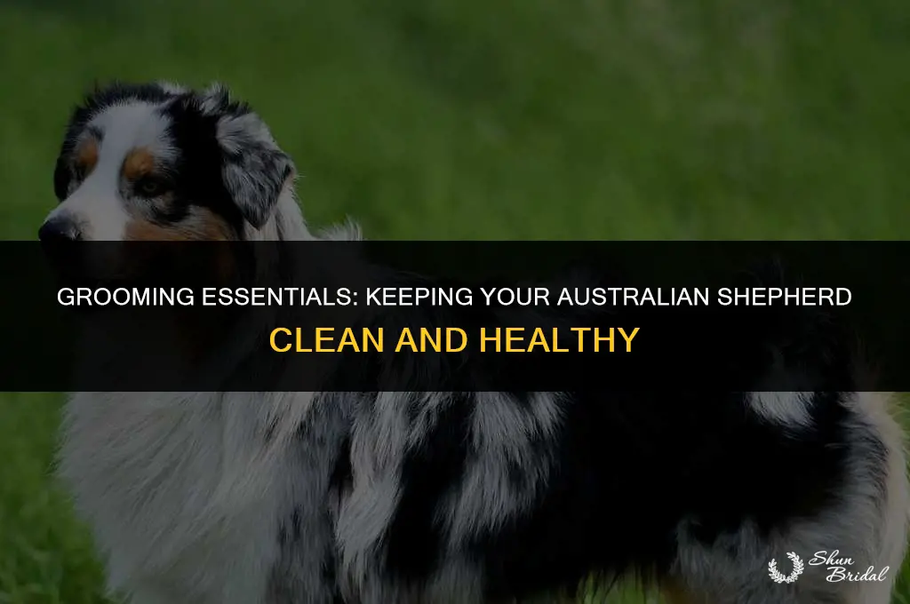 do australian shepherds need to be groomed