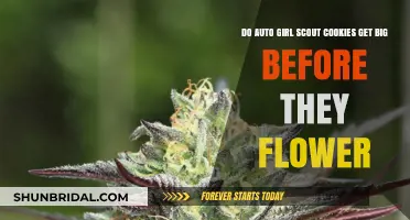 Auto Girl Scout Cookies Growth: Do They Stretch Before Flowering?