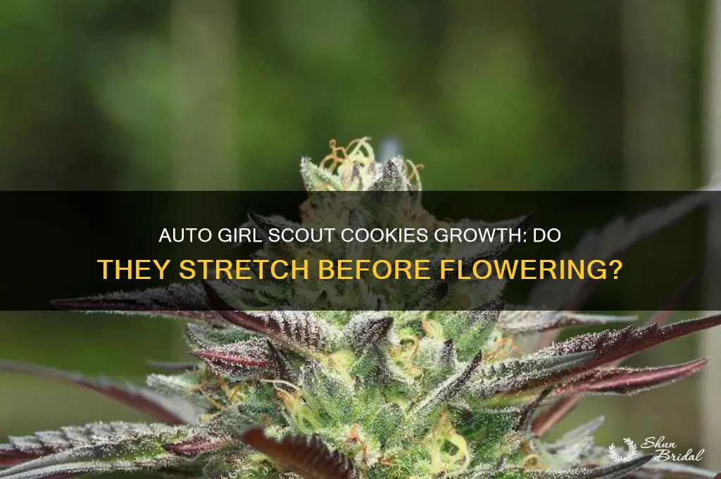 do auto girl scout cookies get big before they flower