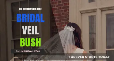 Do Butterflies Love Bridal Veil Bush? Unveiling the Truth