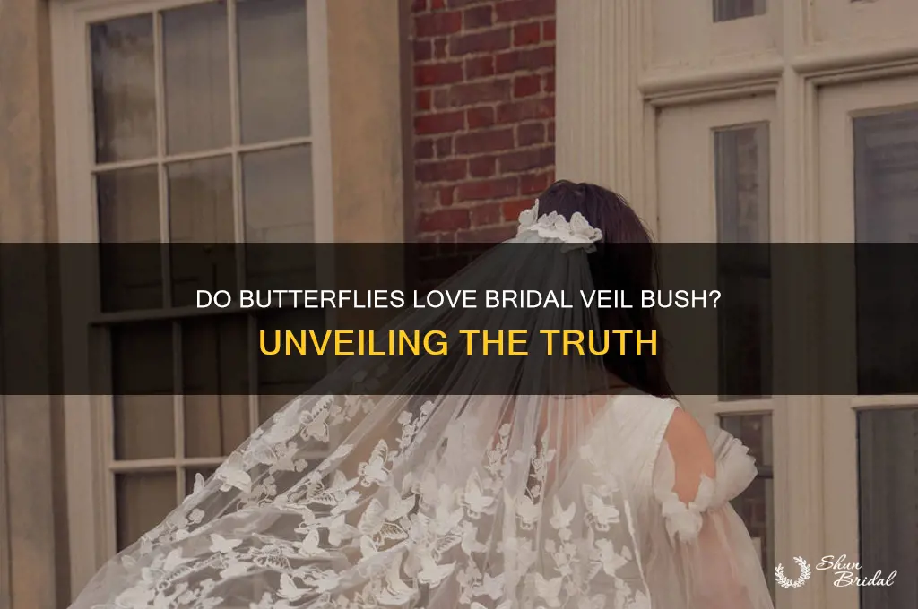 do butterflies like bridal veil bush