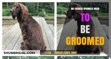 Cocker Spaniel Grooming: Essential Tips for Keeping Your Pup Looking Its Best