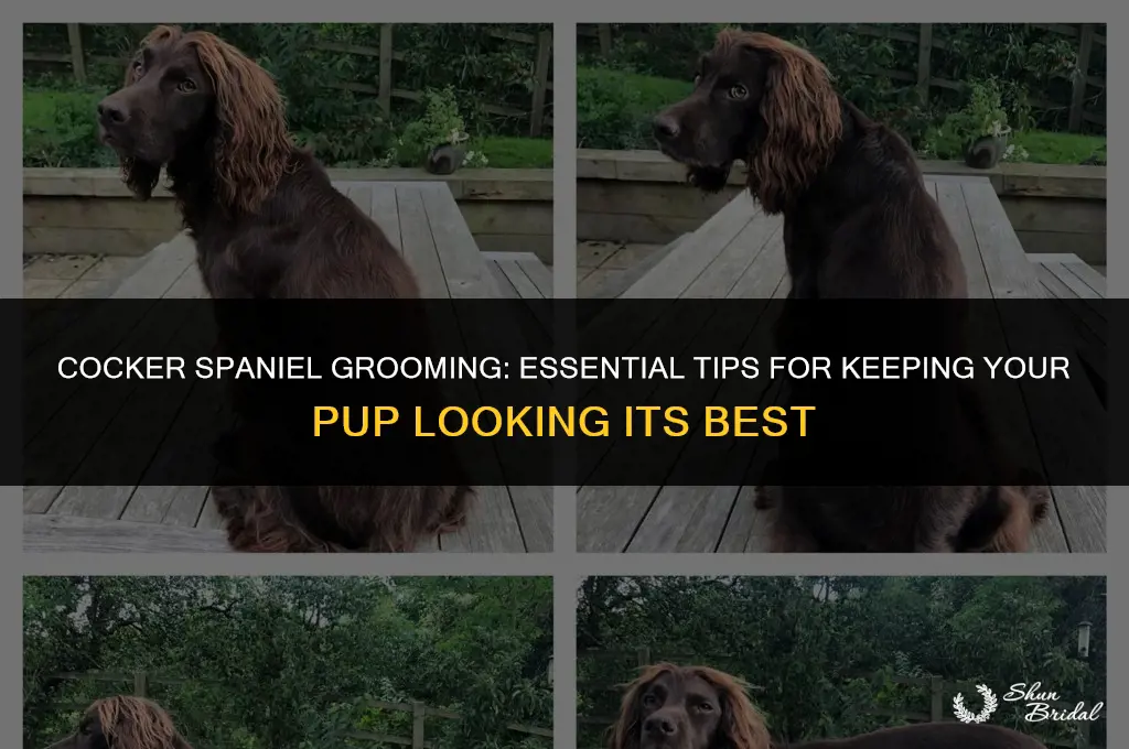 do cocker spaniels need to be groomed