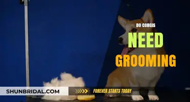 Caring for Your Corgi: A Guide to Grooming Needs