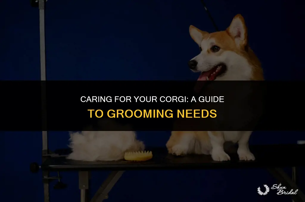 do corgis need grooming