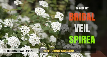 Do Deer Eat Bridal Veil Spirea? A Gardeners' Guide
