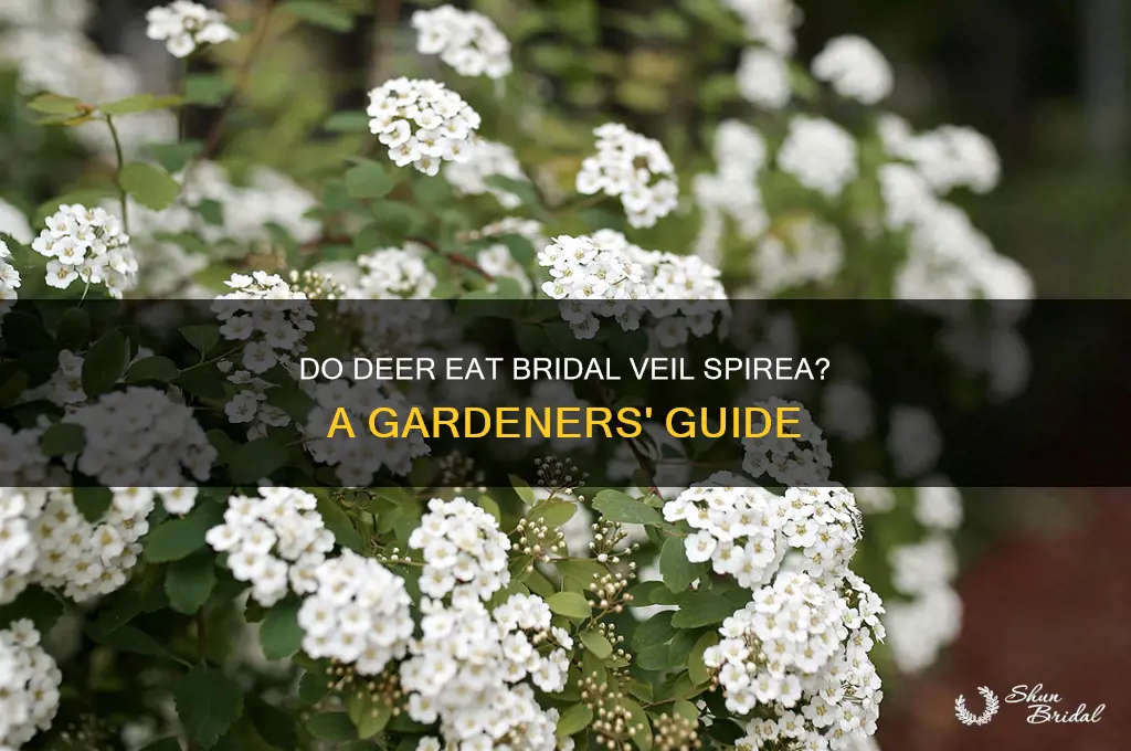 do deer eat bridal veil spirea