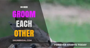 Mutual Grooming in Deer: A Social Bonding Behavior Explored