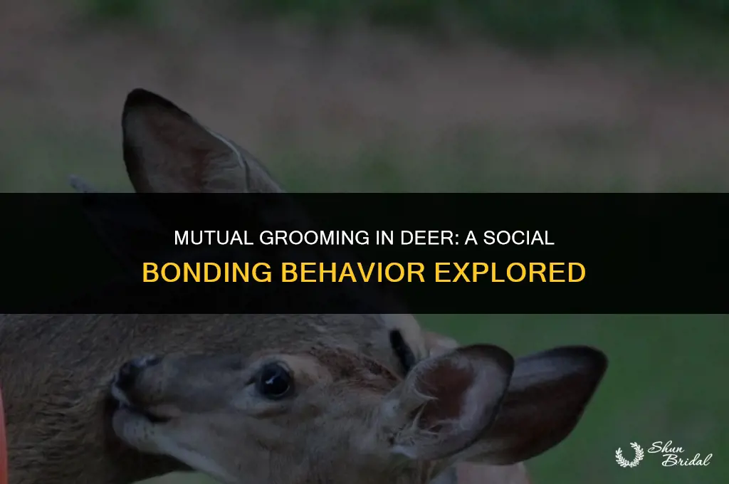 do deer groom each other
