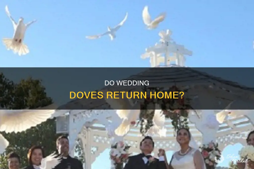 do doves released at weddings come back