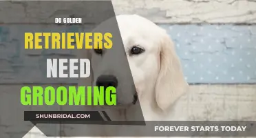 Golden Retriever Grooming: Essential Tips for a Healthy, Happy Pup