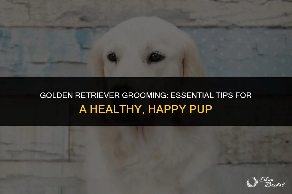do golden retrievers need grooming