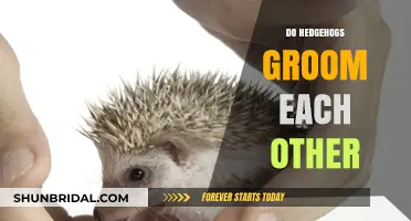Spiky Cleanliness: The Mutual Grooming Habits of Hedgehogs