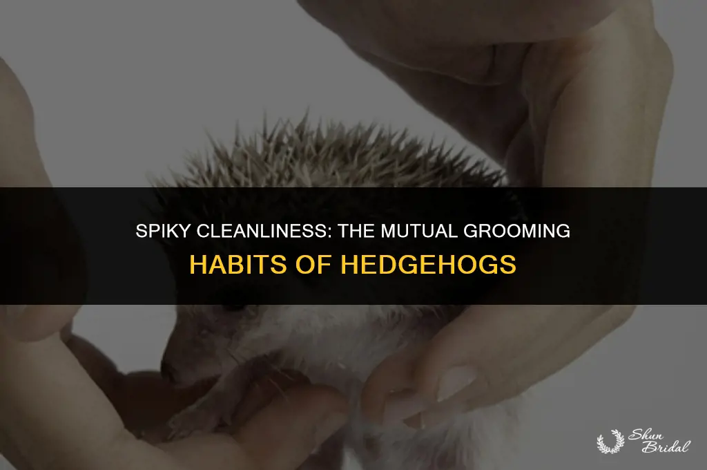 do hedgehogs groom each other