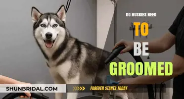 Husky Grooming Essentials: A Comprehensive Guide for Owners