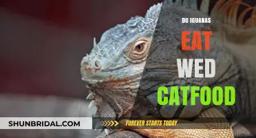 Iguanas and Wet Cat Food: A Tasty Treat?