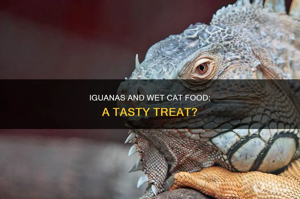 do iguanas eat wed catfood