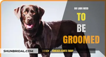 Do Labs Need Regular Grooming? A Comprehensive Guide for Pet Owners