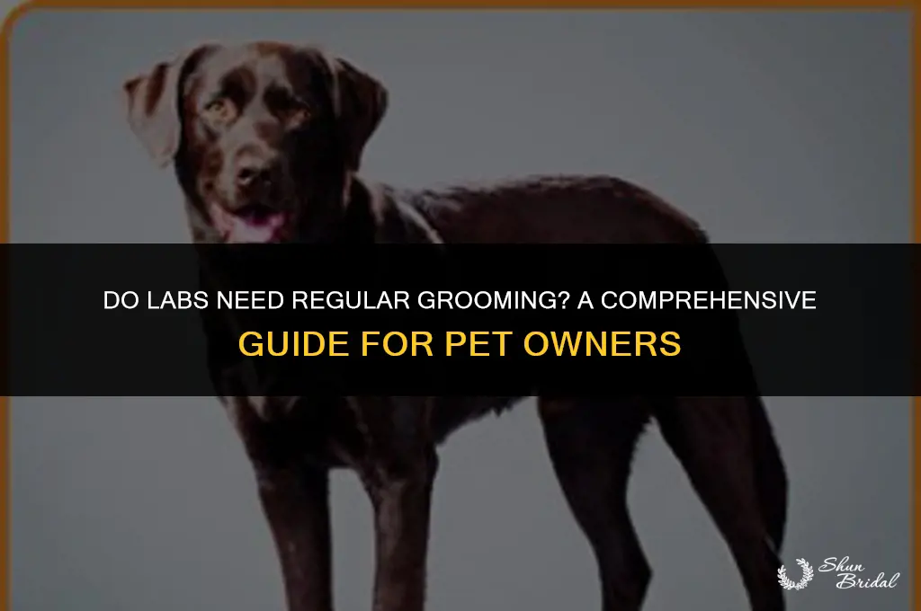 do labs need to be groomed