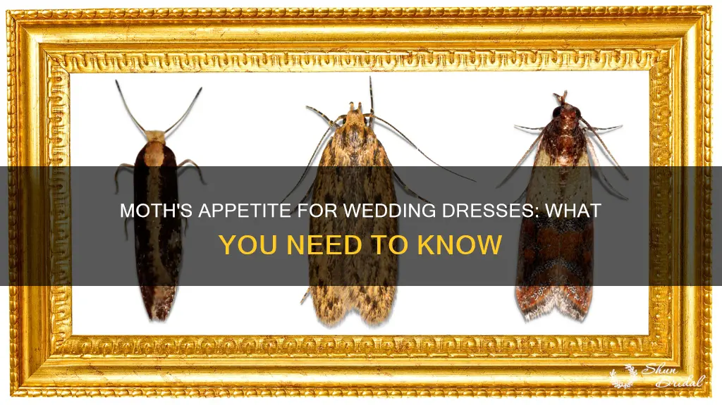 do moths eat wedding dresses