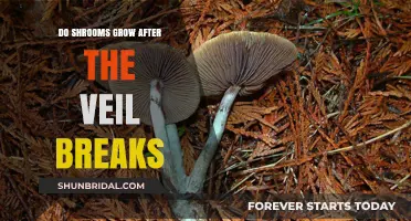 Do Shrooms Grow After the Veil Breaks? A Comprehensive Guide