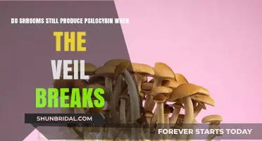 Does Veil Breakage Affect Psilocybin Production in Shrooms?