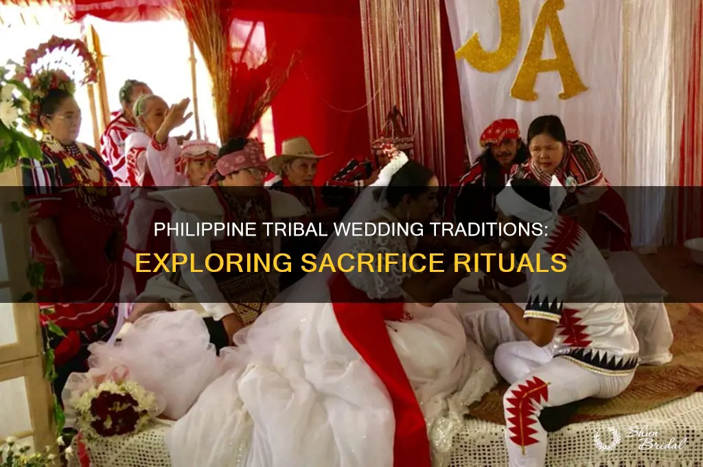 do tribal philippine weddings require sacrifices