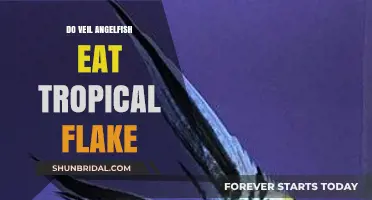 Do Veil Angelfish Thrive on Tropical Flake Food? A Guide