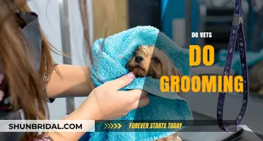 Do Vets Offer Grooming Services? Exploring the Essentials