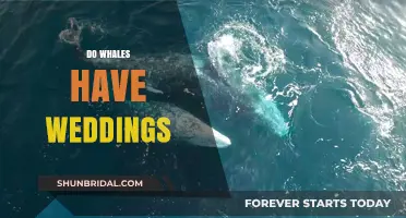 Whale Weddings: Do Whales Tie the Knot?