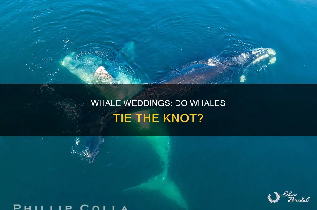 do whales have weddings