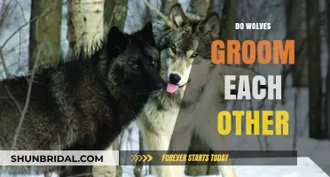 Social Bonding in the Pack: The Surprising Ways Wolves Groom Each Other