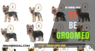 Yorkie Grooming Essentials: A Complete Guide for Pet Owners