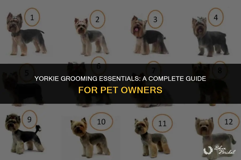 do yorkies need to be groomed